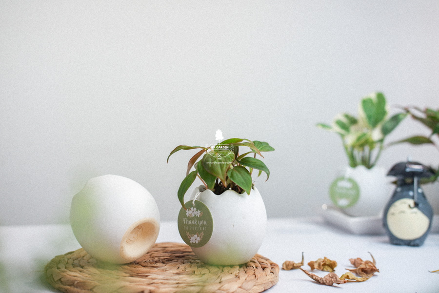 Trầu Bà Micans x Trứng Oasis - Cây Cảnh Mini Không Cầ