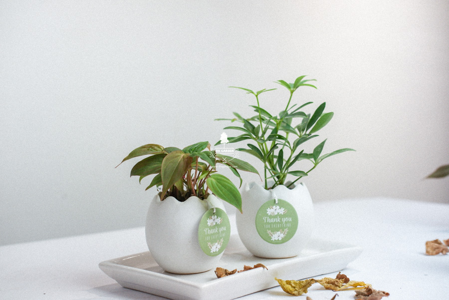 Trầu Bà Micans x Trứng Oasis - Cây Cảnh Mini Không Cầ