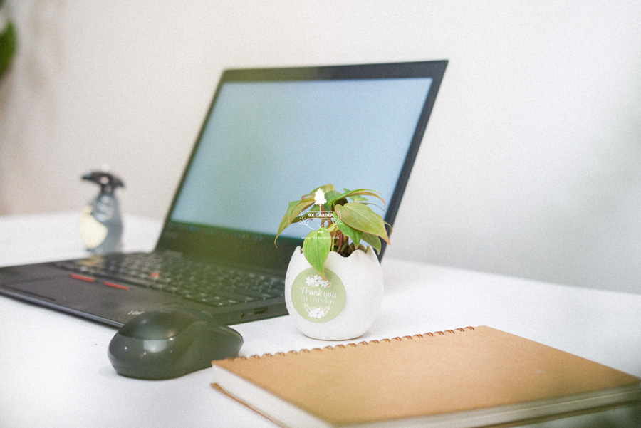 Trầu Bà Micans x Trứng Oasis - Cây Cảnh Mini Không Cầ