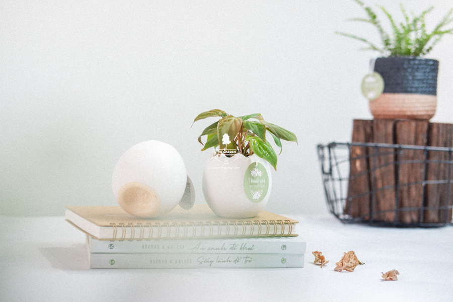 Trầu Bà Micans x Trứng Oasis - Cây Cảnh Mini Không Cầ