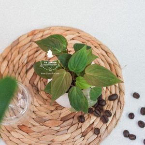 Trầu Bà Micans x Trứng Oasis - Cây Cảnh Mini Không Cầ