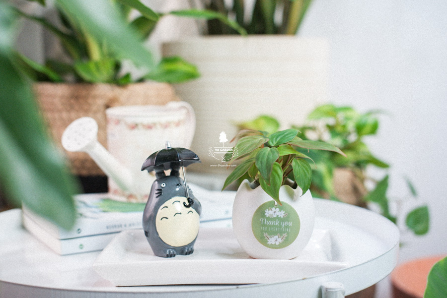 Trầu Bà Micans x Trứng Oasis - Cây Cảnh Mini Không Cầ