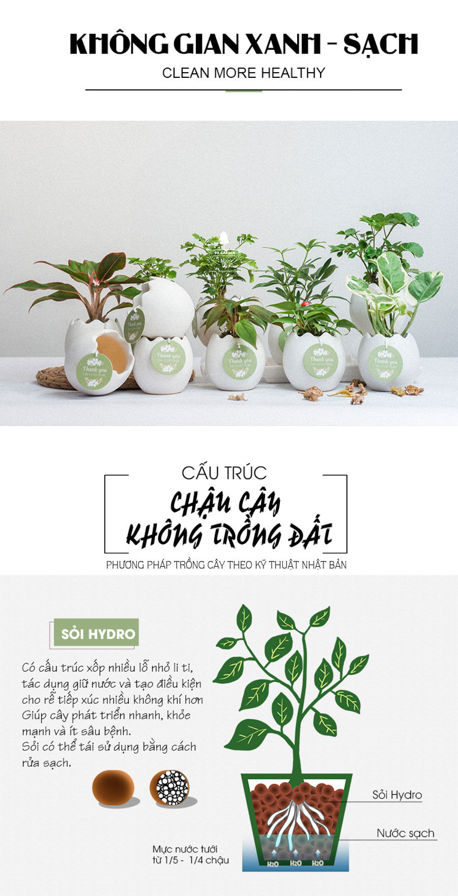 Trầu Bà Micans x Trứng Oasis - Cây Cảnh Mini Không Cầ