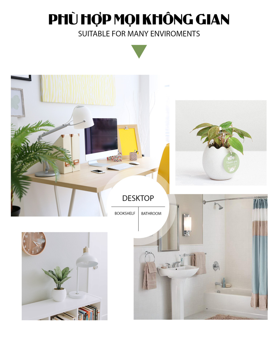 Trầu Bà Micans x Trứng Oasis - Cây Cảnh Mini Không Cầ