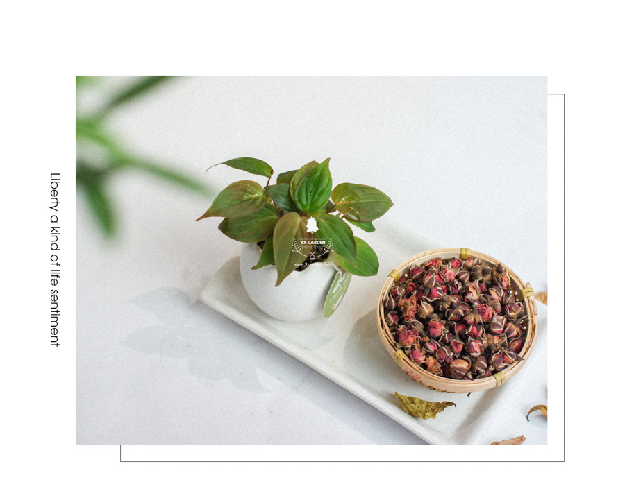 Trầu Bà Micans x Trứng Oasis - Cây Cảnh Mini Không Cầ