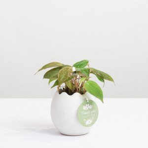 Trầu Bà Micans x Trứng Oasis - Cây Cảnh Mini Không Cầ