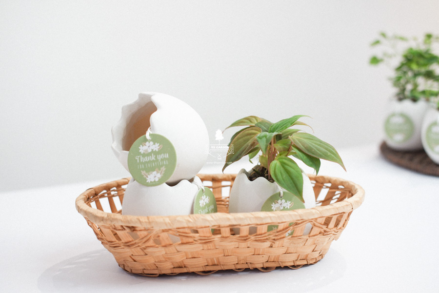 Trầu Bà Micans x Trứng Oasis - Cây Cảnh Mini Không CầTrầu Bà Micans x Trứng Oasis - Cây Cảnh Mini Không Cầ