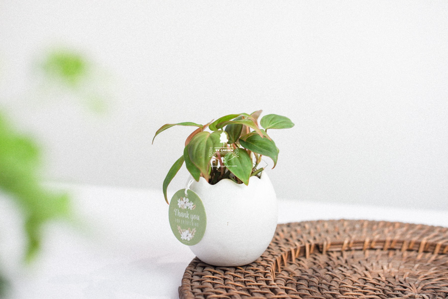 Trầu Bà Micans x Trứng Oasis - Cây Cảnh Mini Không Cầ