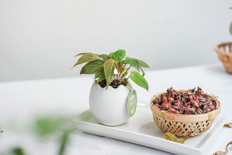 Trầu Bà Micans x Trứng Oasis - Cây Cảnh Mini Không Cầ