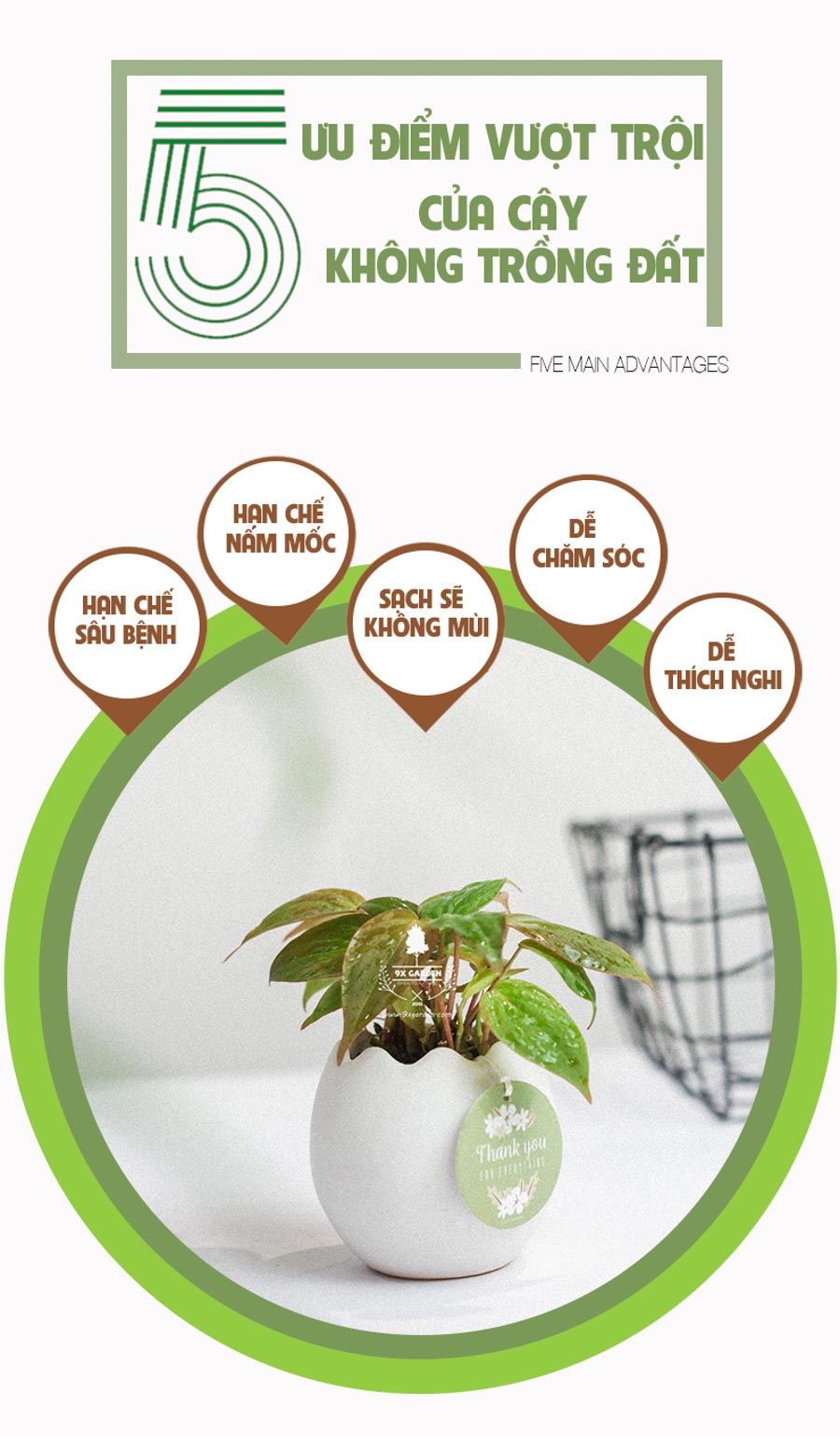 Trầu Bà Micans x Trứng Oasis - Cây Cảnh Mini Không Cầ