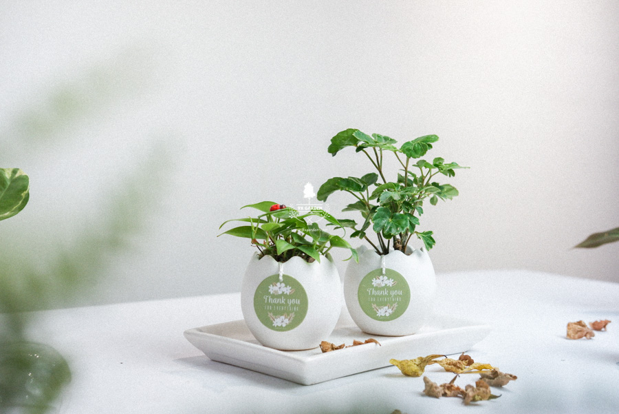 Trầu Bà Tim x Trứng Oasis - Cây Cảnh Mini Không Cần