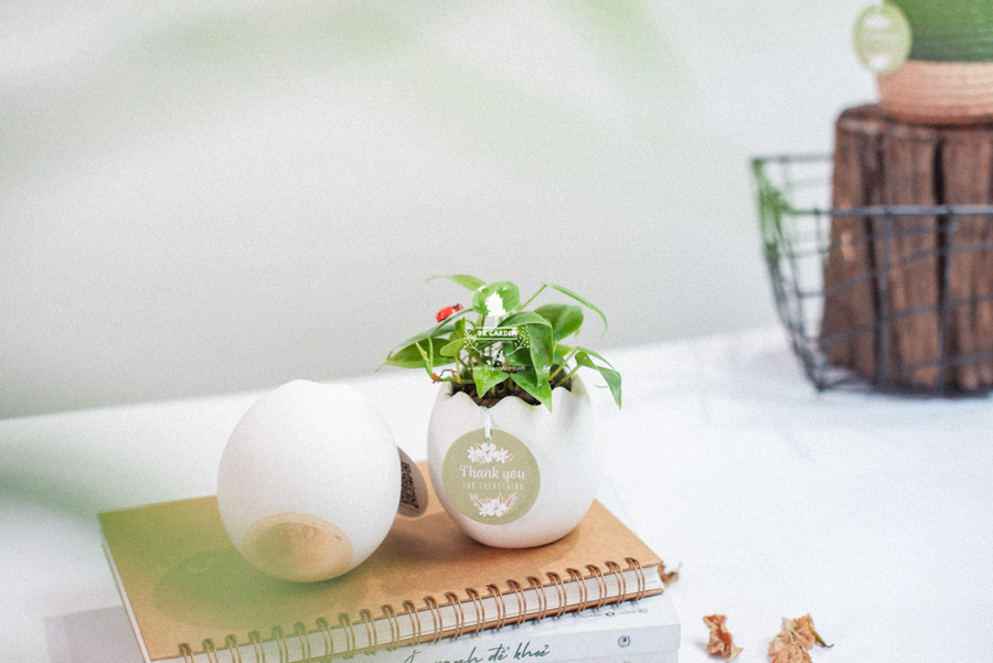 Trầu Bà Tim x Trứng Oasis - Cây Cảnh Mini Không Cần