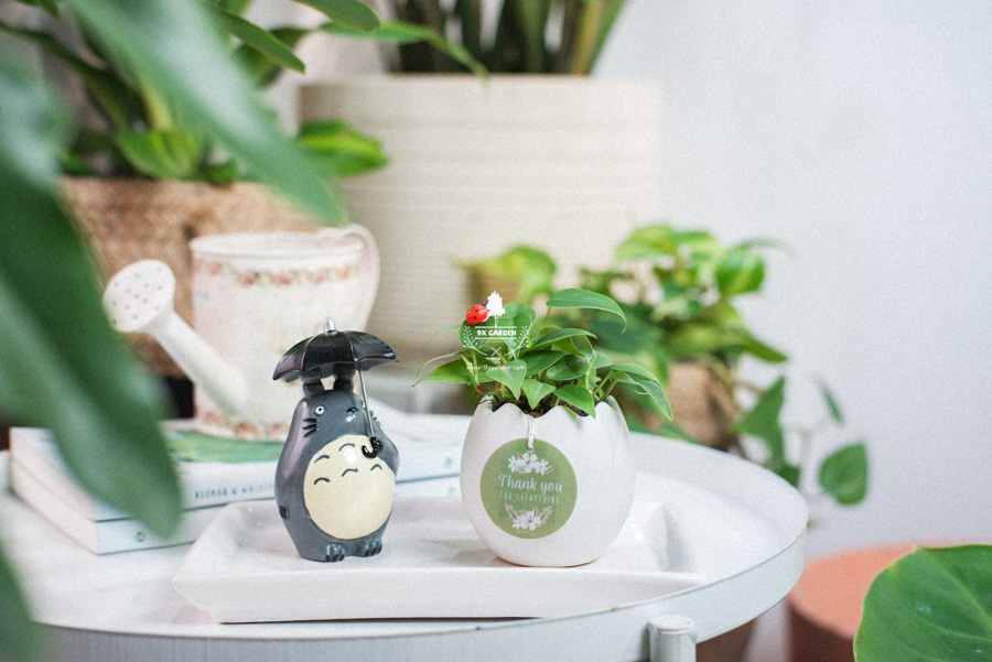 Trầu Bà Tim x Trứng Oasis - Cây Cảnh Mini Không Cần