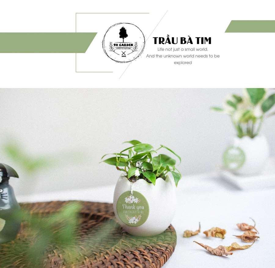 Trầu Bà Tim x Trứng Oasis - Cây Cảnh Mini Không Cần