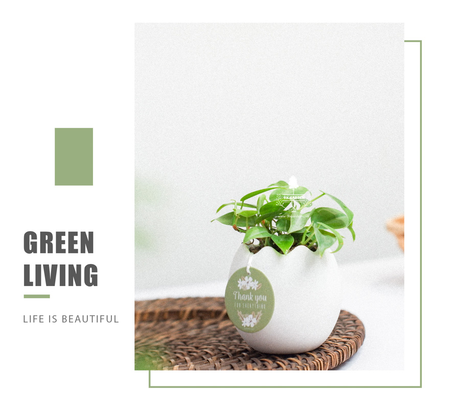 Trầu Bà Tim x Trứng Oasis - Cây Cảnh Mini Không Cần