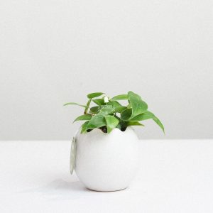 Trầu Bà Tim x Trứng Oasis - Cây Cảnh Mini Không Cần