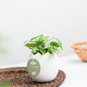 Trầu Bà Tim x Trứng Oasis - Cây Cảnh Mini Không Cần