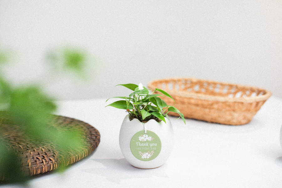 Trầu Bà Tim x Trứng Oasis - Cây Cảnh Mini Không Cần