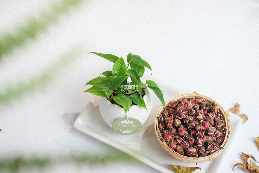 Trầu Bà Tim x Trứng Oasis - Cây Cảnh Mini Không Cần