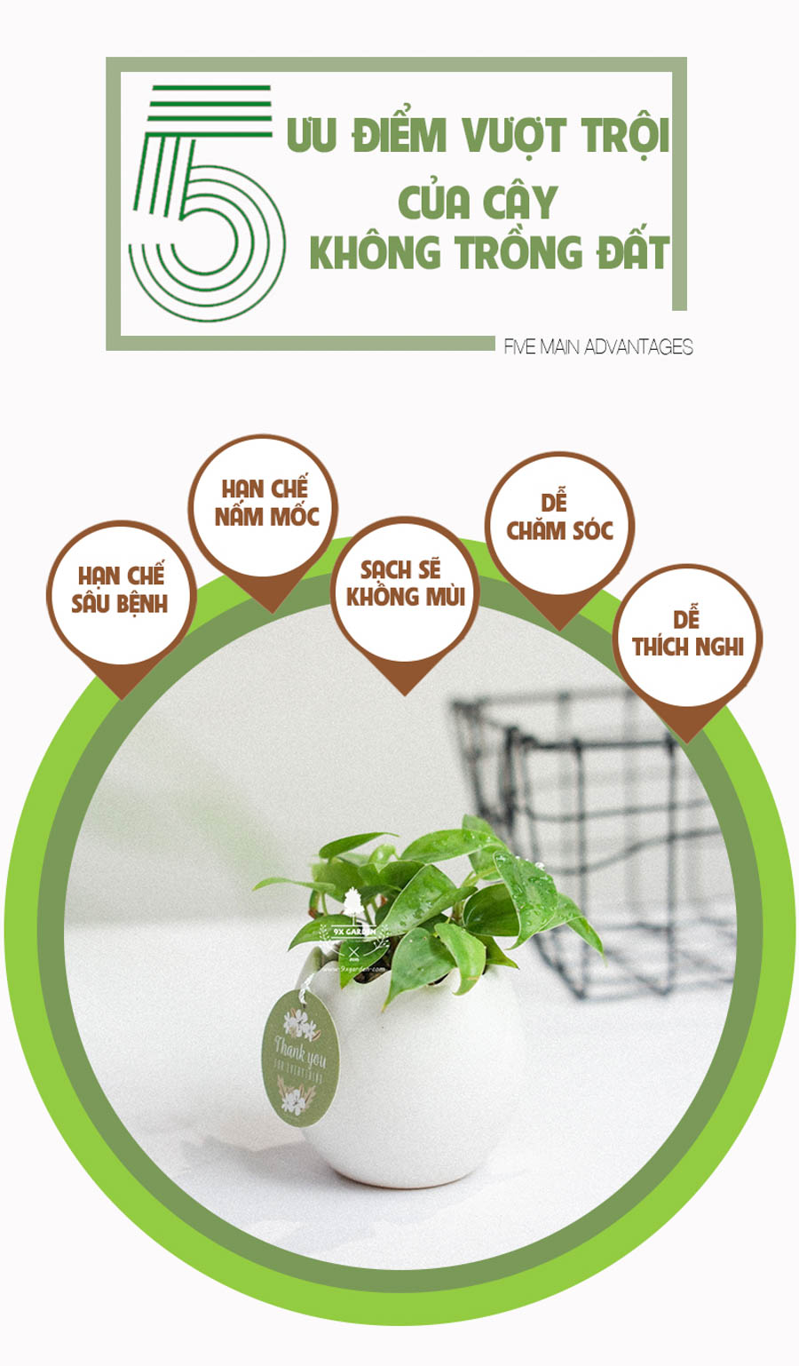 Trầu Bà Tim x Trứng Oasis - Cây Cảnh Mini Không Cần