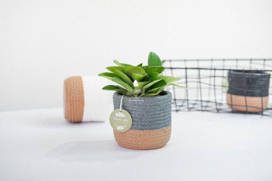 Trường Sinh x Teori - Cây Cảnh Để Bàn - 9X GARDEN