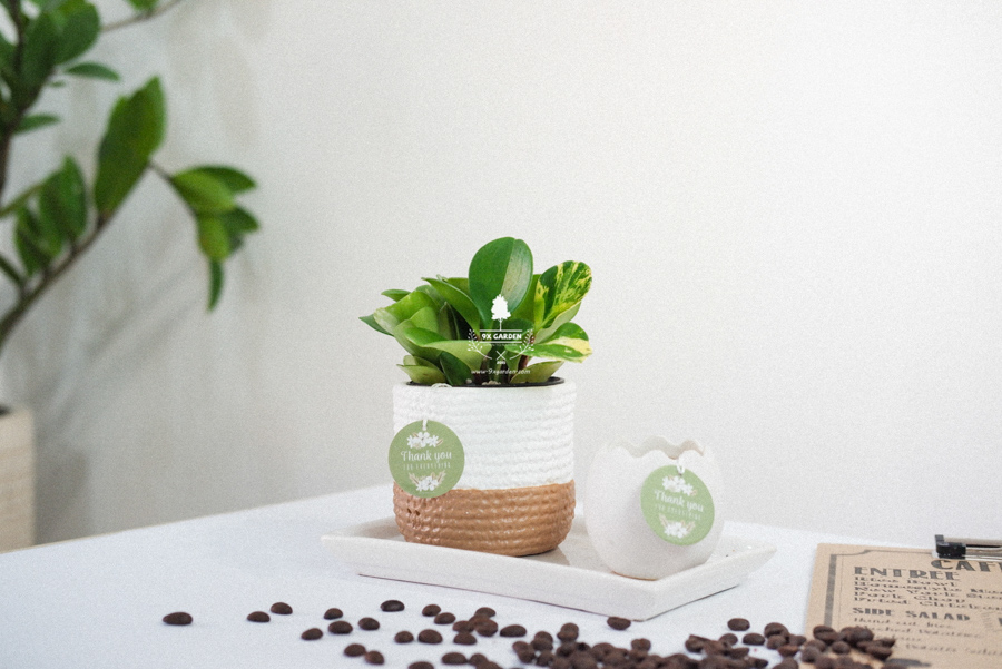 Trường Sinh x Teori - Cây Cảnh Để Bàn - 9X GARDEN