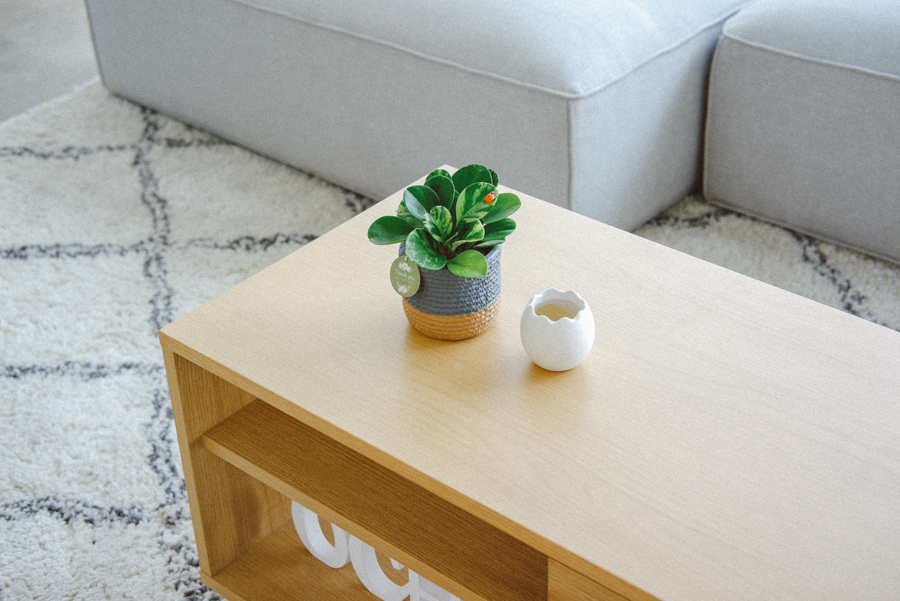 Trường Sinh x Teori - Cây Cảnh Để Bàn - 9X GARDEN