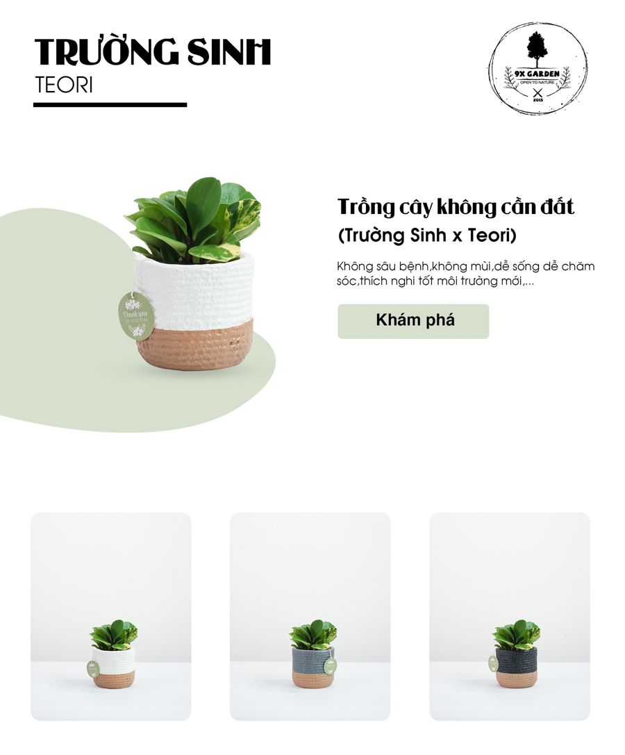 Trường Sinh x Teori - Cây Cảnh Để Bàn - 9X GARDEN