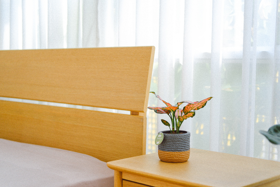 Vạn Lộc x Teori - Cây Cảnh Để Bàn - 9X GARDEN