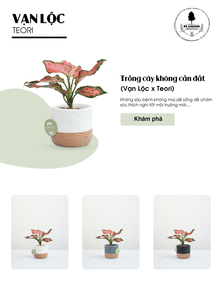Vạn Lộc x Teori - Cây Cảnh Để Bàn - 9X GARDEN