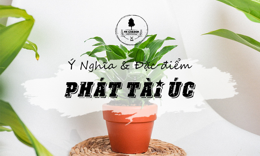 Ý Nghĩa & Đặc Điểm Cây Phát Tài Úc - 9X GARDEN