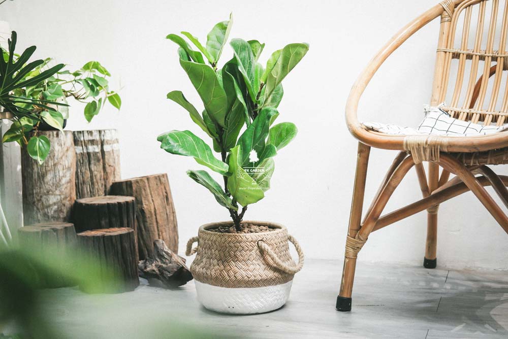 Bàng Sing x GCM - Cây Trồng Không Cần Đất - 9X GARDEN