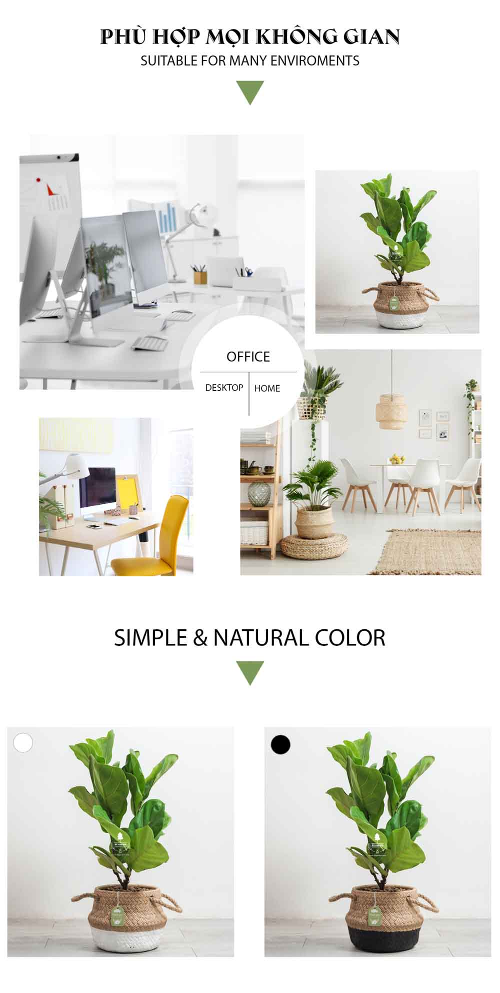 Bàng Sing x GCM - Cây Trồng Không Cần Đất - 9X GARDEN