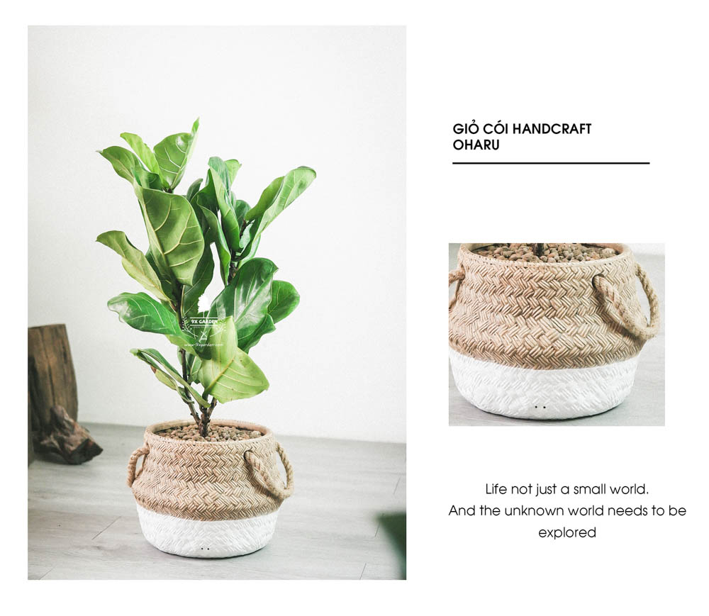 Bàng Sing x GCM - Cây Trồng Không Cần Đất - 9X GARDEN