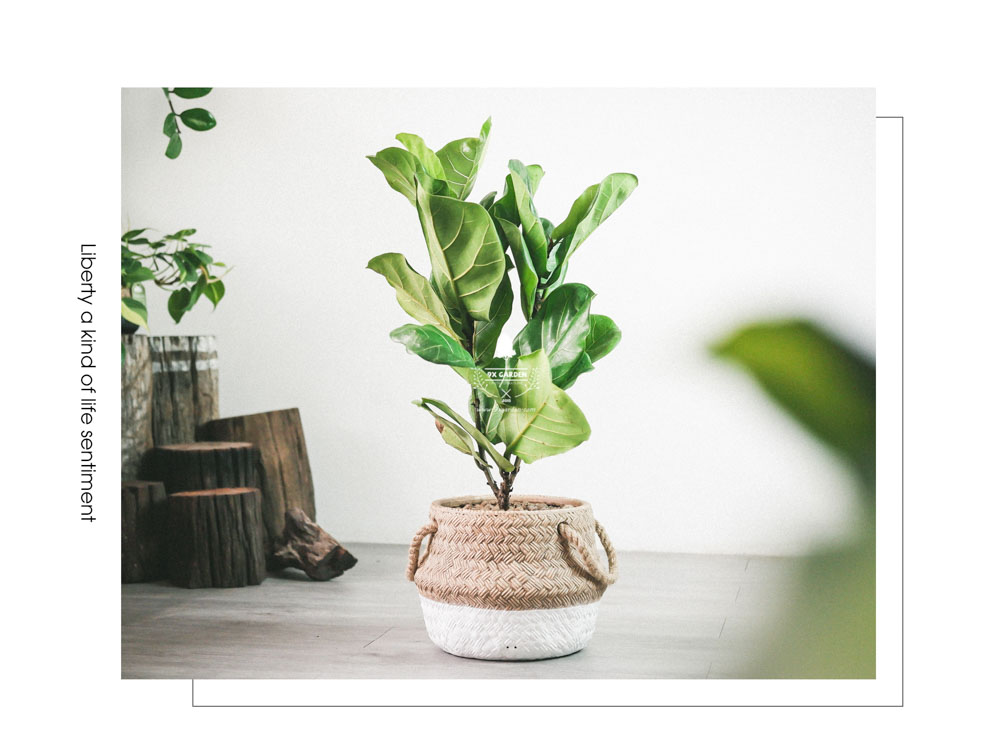 Bàng Sing x GCM - Cây Trồng Không Cần Đất - 9X GARDEN