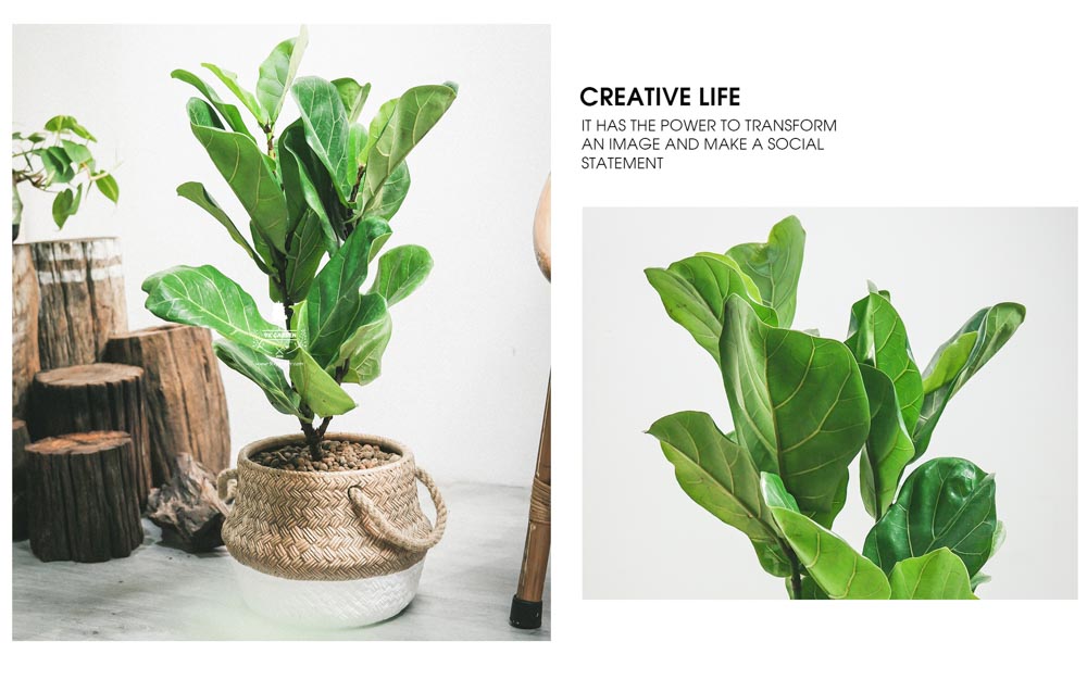 Bàng Sing x GCM - Cây Trồng Không Cần Đất - 9X GARDEN