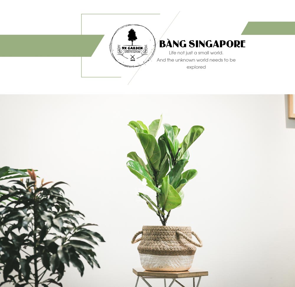 Bàng Sing x GCM - Cây Trồng Không Cần Đất - 9X GARDEN