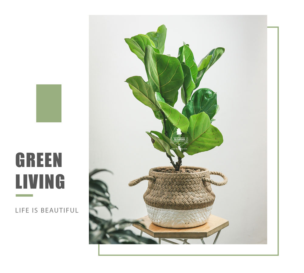 Bàng Sing x GCM - Cây Trồng Không Cần Đất - 9X GARDEN