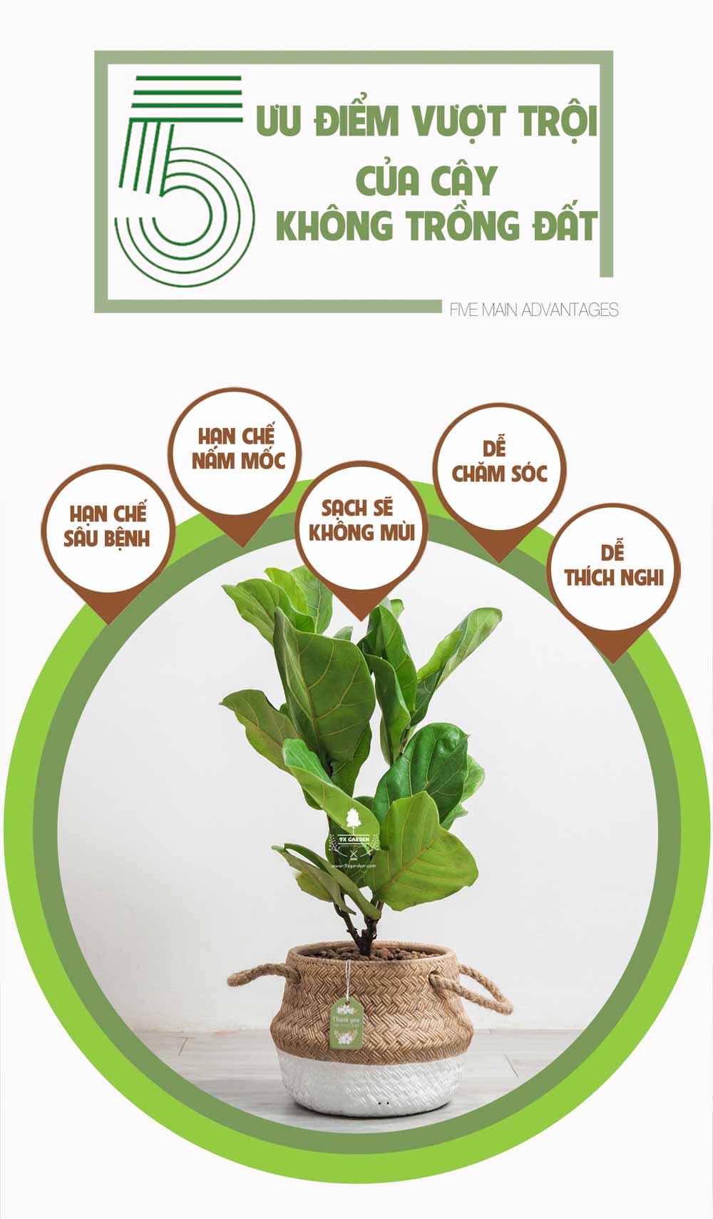 Bàng Sing x GCM - Cây Trồng Không Cần Đất - 9X GARDEN