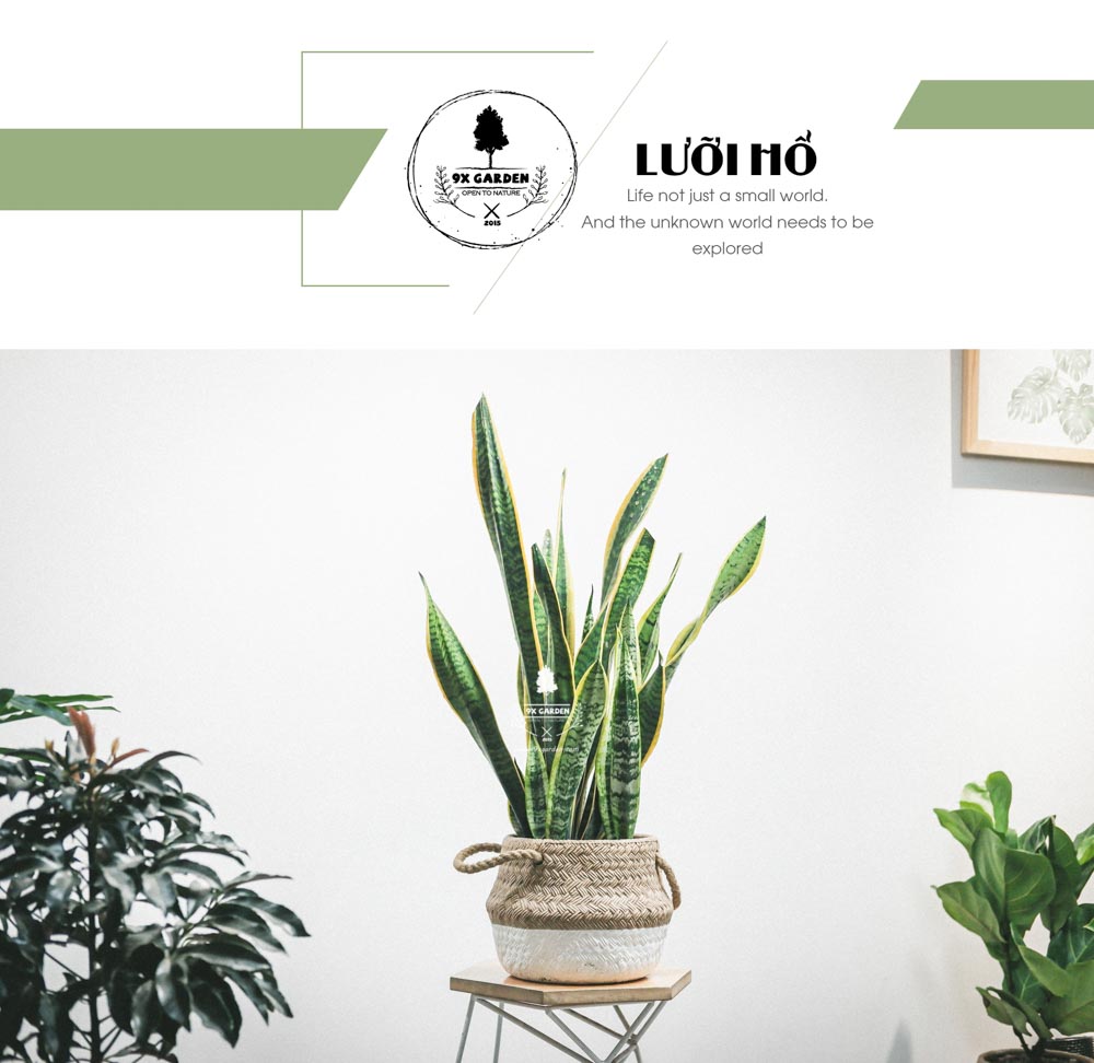 Lưỡi Hổ - Cây Trồng Không Cần Đất - 9X GARDEN