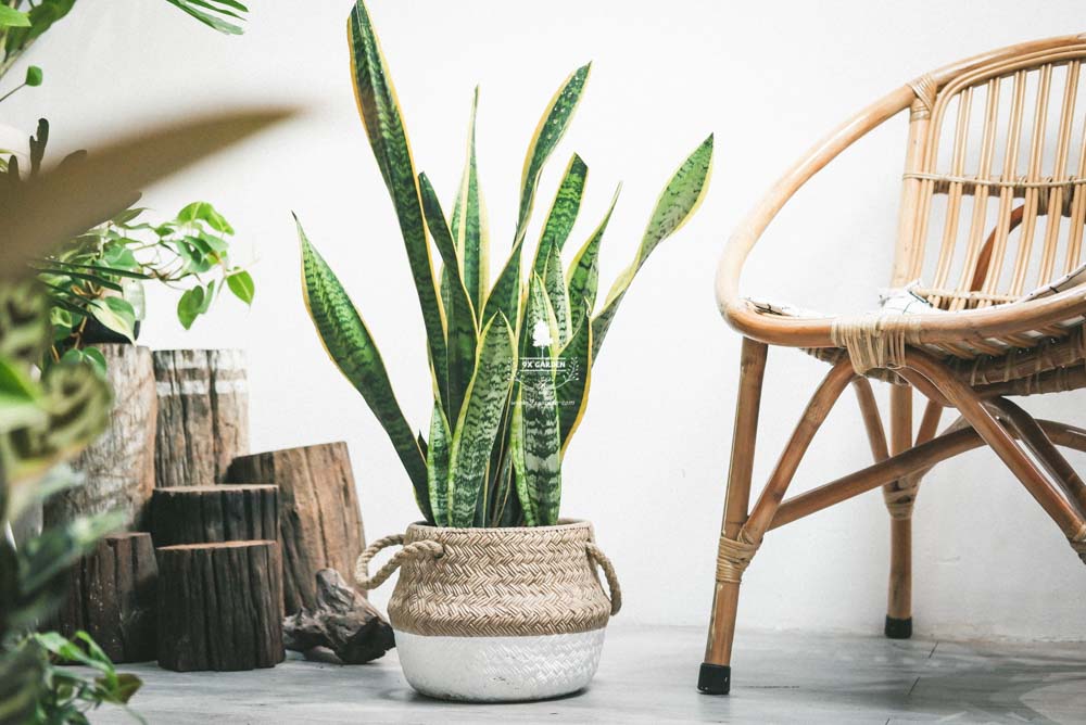 Lưỡi Hổ - Cây Trồng Không Cần Đất - 9X GARDEN