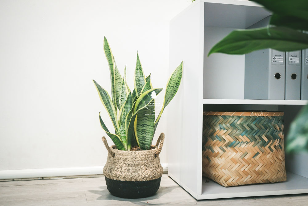 Lưỡi Hổ - Cây Trồng Không Cần Đất - 9X GARDEN