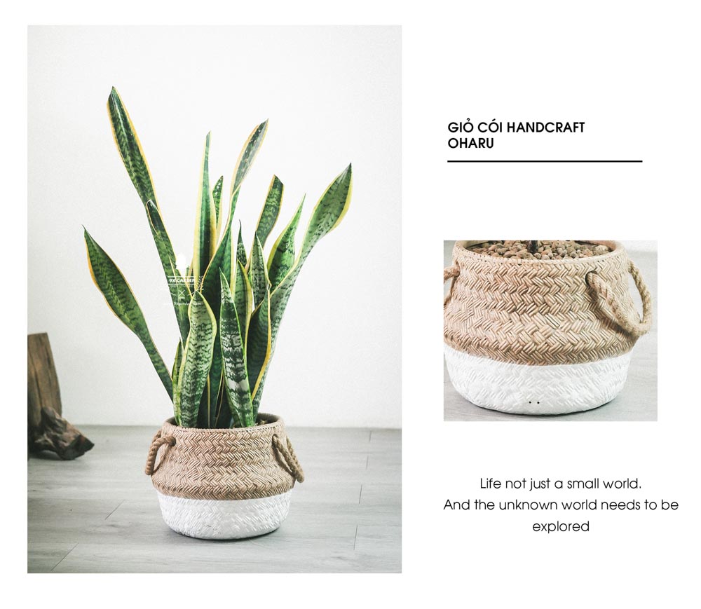 Lưỡi Hổ - Cây Trồng Không Cần Đất - 9X GARDEN