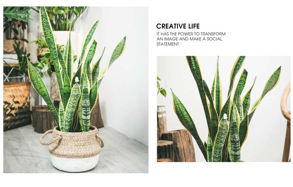 Lưỡi Hổ - Cây Trồng Không Cần Đất - 9X GARDEN