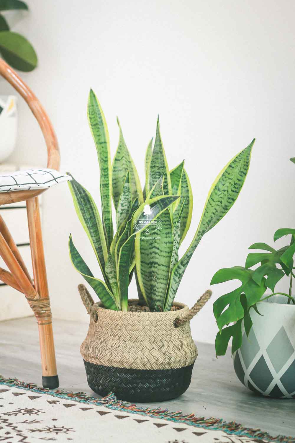 Lưỡi Hổ - Cây Trồng Không Cần Đất - 9X GARDEN