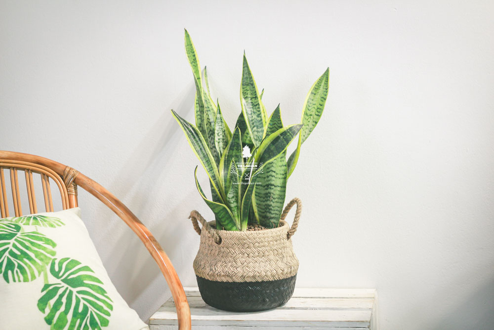 Lưỡi Hổ - Cây Trồng Không Cần Đất - 9X GARDEN