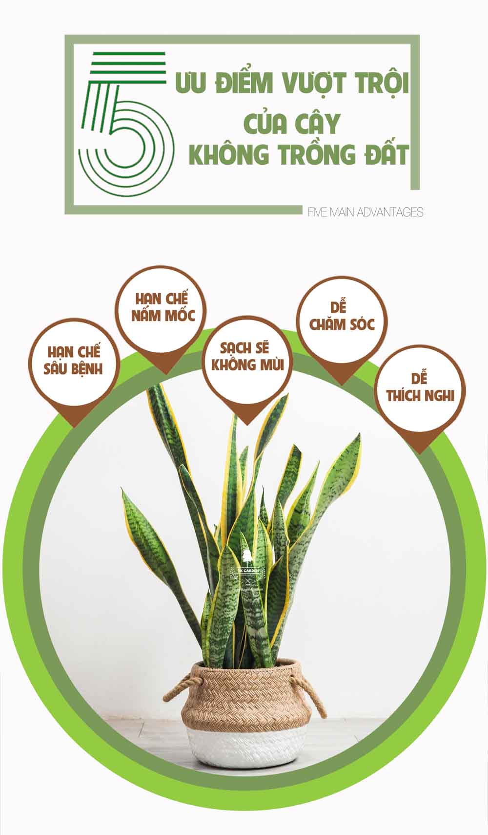 Lưỡi Hổ - Cây Trồng Không Cần Đất - 9X GARDEN