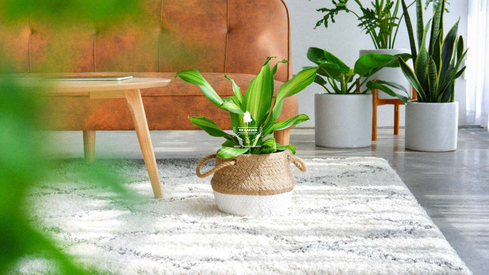 Phát Tài - Cây Trồng Không Cần Đất - 9X GARDEN