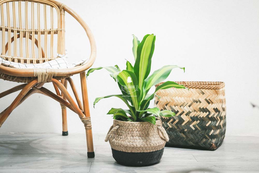 Phát Tài - Cây Trồng Không Cần Đất - 9X GARDEN