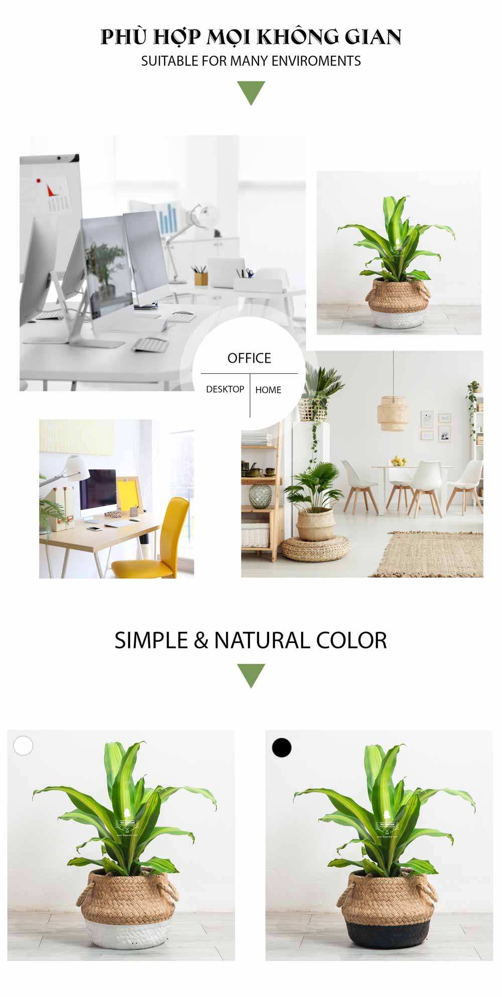 Phát Tài - Cây Trồng Không Cần Đất - 9X GARDEN